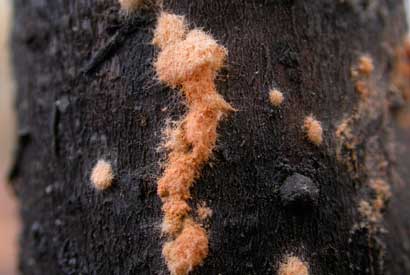 Neurospora colony