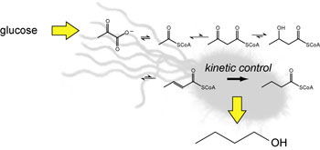 butanol biosynthetic pathway