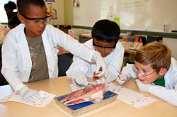 Science camp teaches dissection