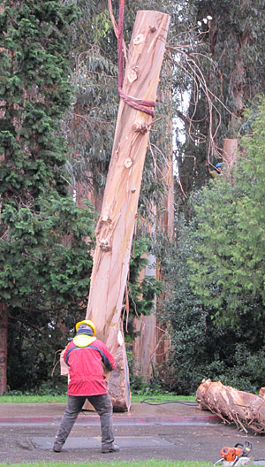 Removing a eucalyptus tree