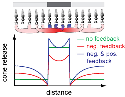 Diagram of positive and negative feedback in cone photoreceptors in the eye.