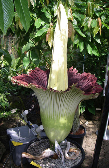 Titan arum in flower