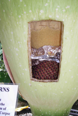 Hole cut into the side of a titan arum.