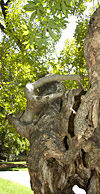 Faculty Glade buckeye tree