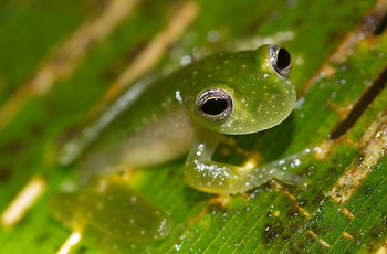 The Panamian powdered glass frog.