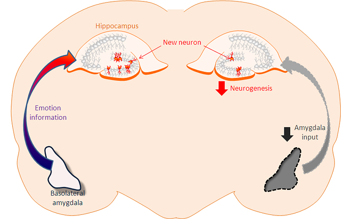 The amygdala promotes production of new neurons in the hippocampus.