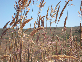 An exotic invasive grass in Marin County, California.