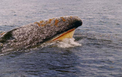 Gray whale feeding on krill off the coast of Vancouver Island, Canada.