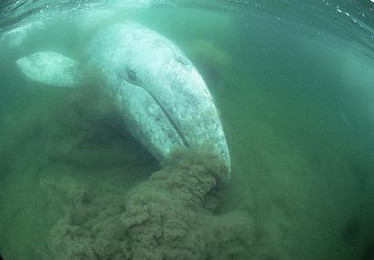 Gray whale feeding on the bottom.