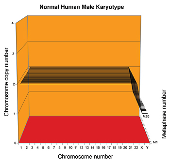 Karyograph of a normal human male.