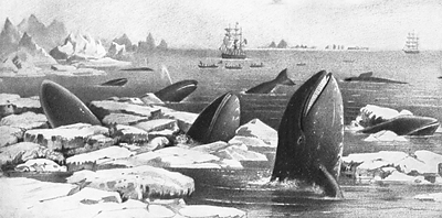 Gray whales cavorting in ice floes in the northern Pacific Ocean, 19th century.