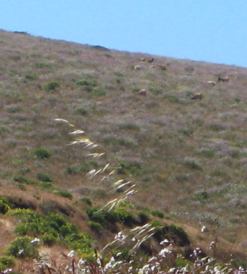 An invasive grass, wild oat, at Pt. Reyes.