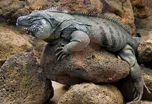 Grand cayman iguana.