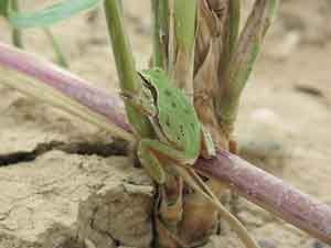 Lemon yellow tree frog in Iraq.