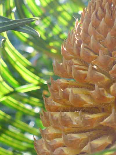 cycad cone