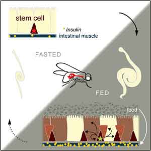 Insulin is released from intestine to kick stem cells into overdrive.