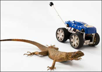 Agama lizard and Tailbot