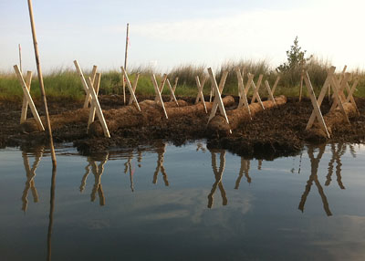 Growth tubes in the marsh