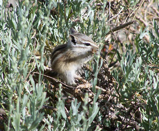 Alpine chipmunk