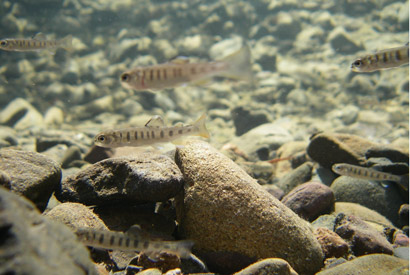 Juvenile steelhead trout