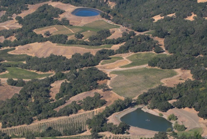 Sonoma vineyards