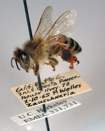 47-year-old bee with pollen grains attached to rear legs.