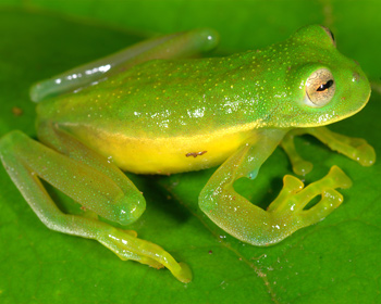 Amazonian glass frog.