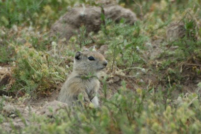 Belding's ground squirrel