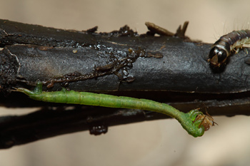 Carnivorous caterpillar in Hawaii.