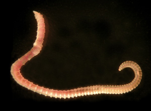 A marine worm, or polychaete.