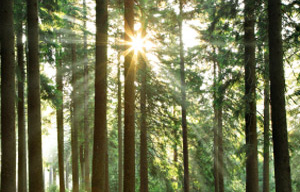 the sun shines through a grove of tall trees