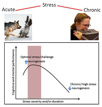 acute stress versus chronic stress