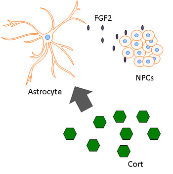 corticosterone stimulates astrocytes to release FGF2, triggering neurogeneration